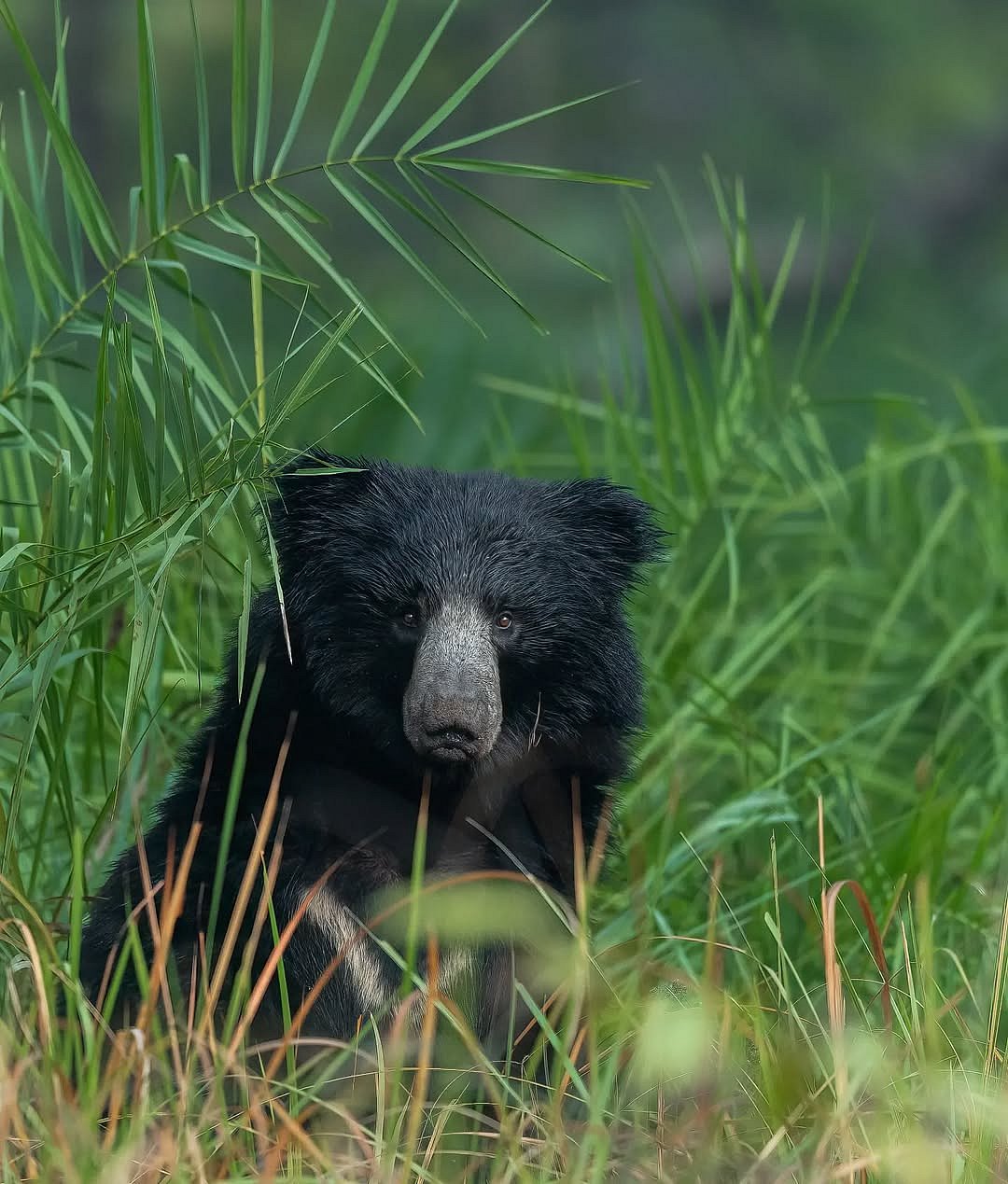A sloth bear at Satpura Tiger Reserve