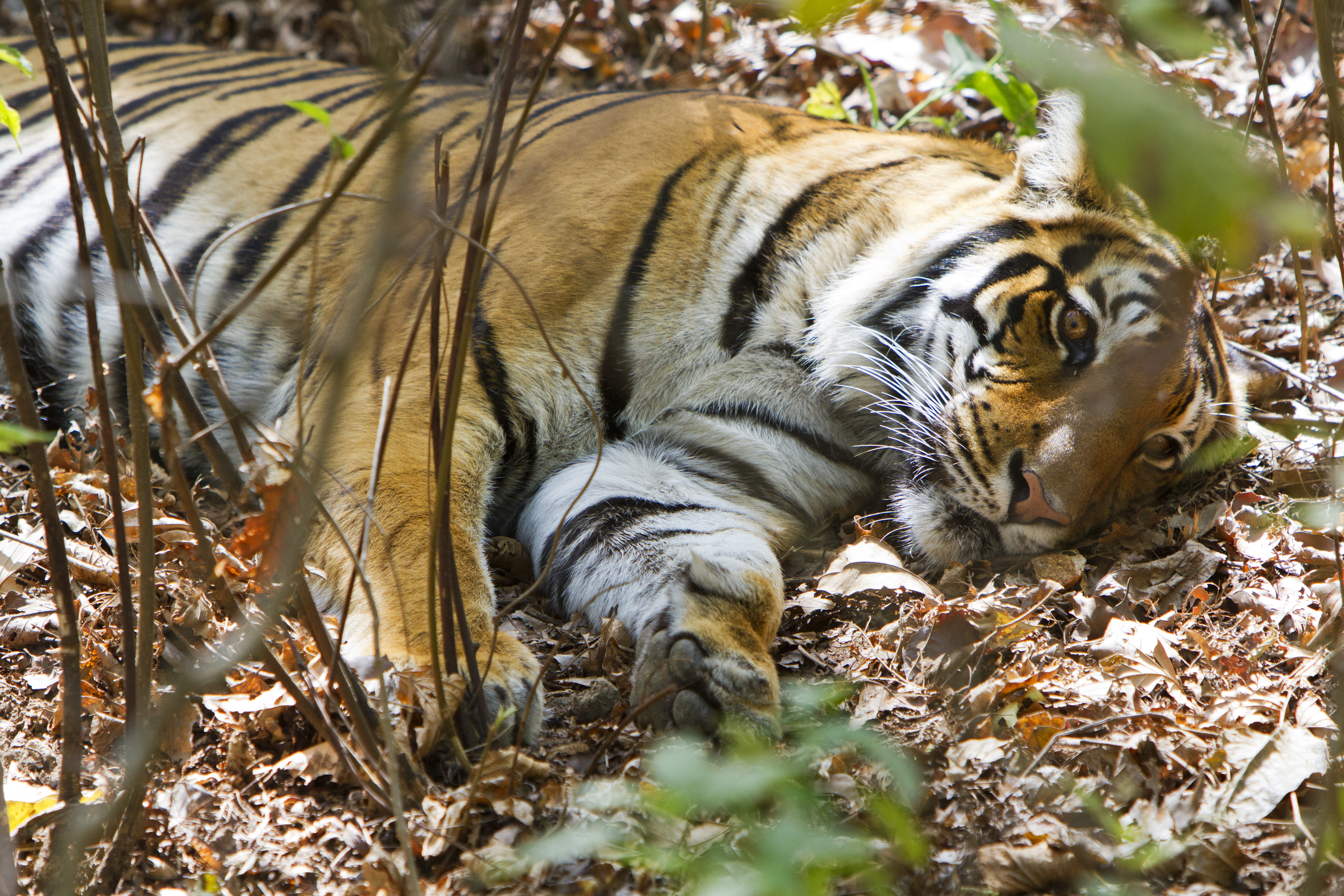 Kanha brings The Jungle Book to life.