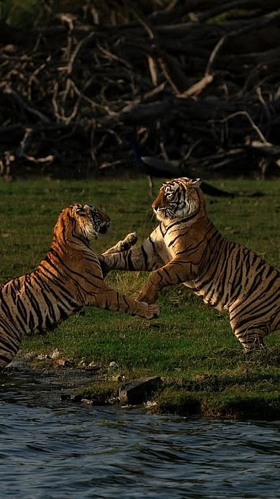 tiger_with_bobby/instagram : Tigers in Ranthambore in winter