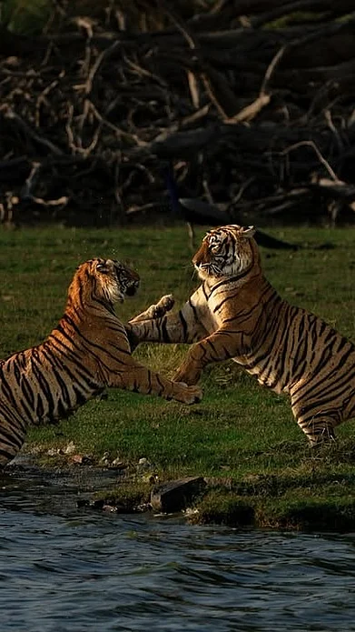 tiger_with_bobby/instagram : Tigers in Ranthambore in winter