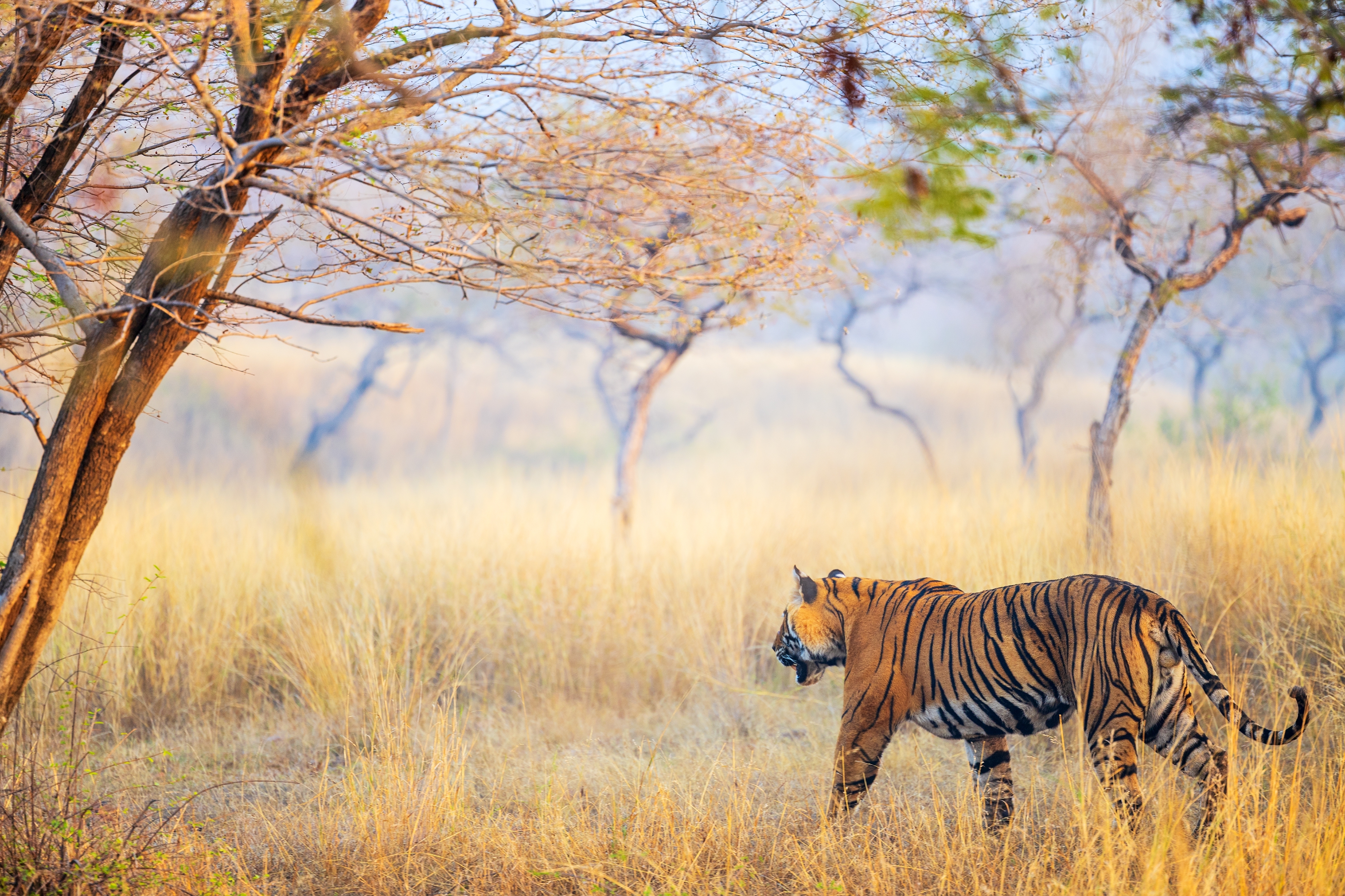 Ranthambore’s open forests make tiger spotting easier and unforgettable.