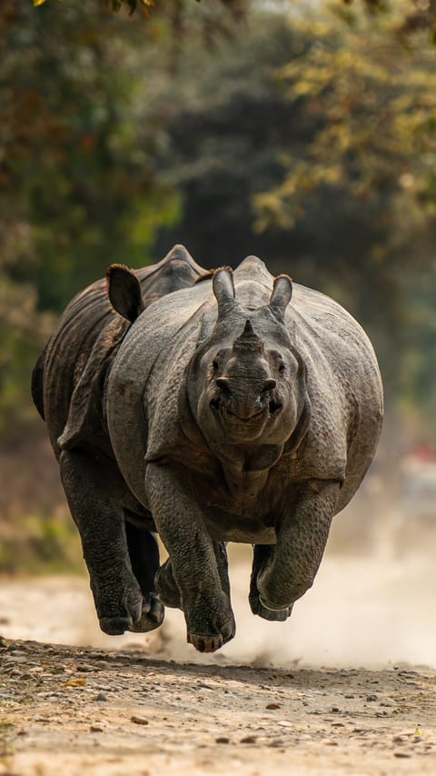 Winter photography at Kaziranga National Park