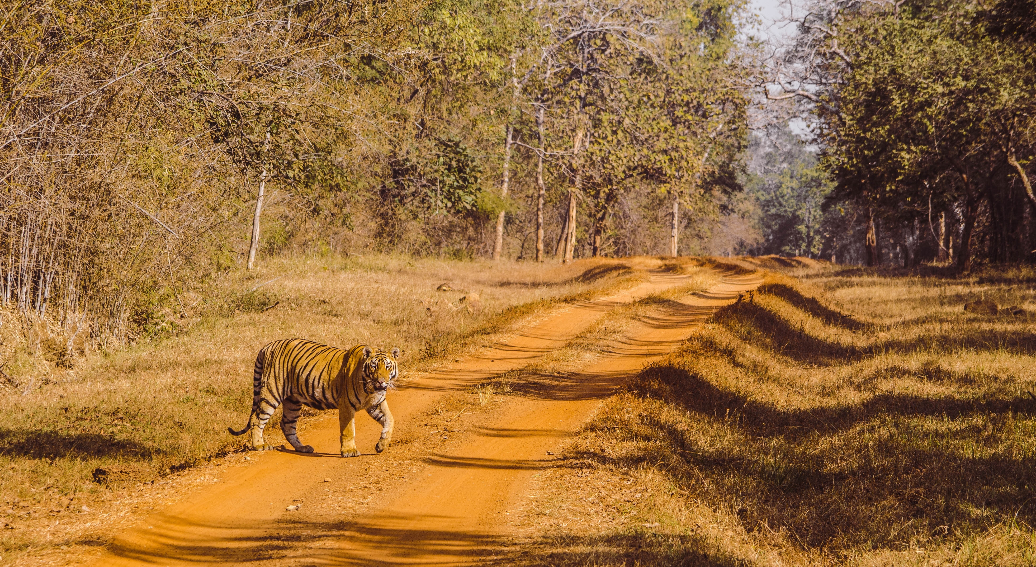 Tadoba’s junior ranger experiences help children learn tracking skills while spotting tigers and deer.