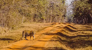 Shutterstock : Core safari zones will remain closed until September 30