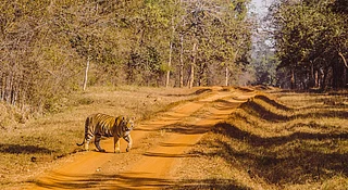Shutterstock : Core safari zones will remain closed until September 30