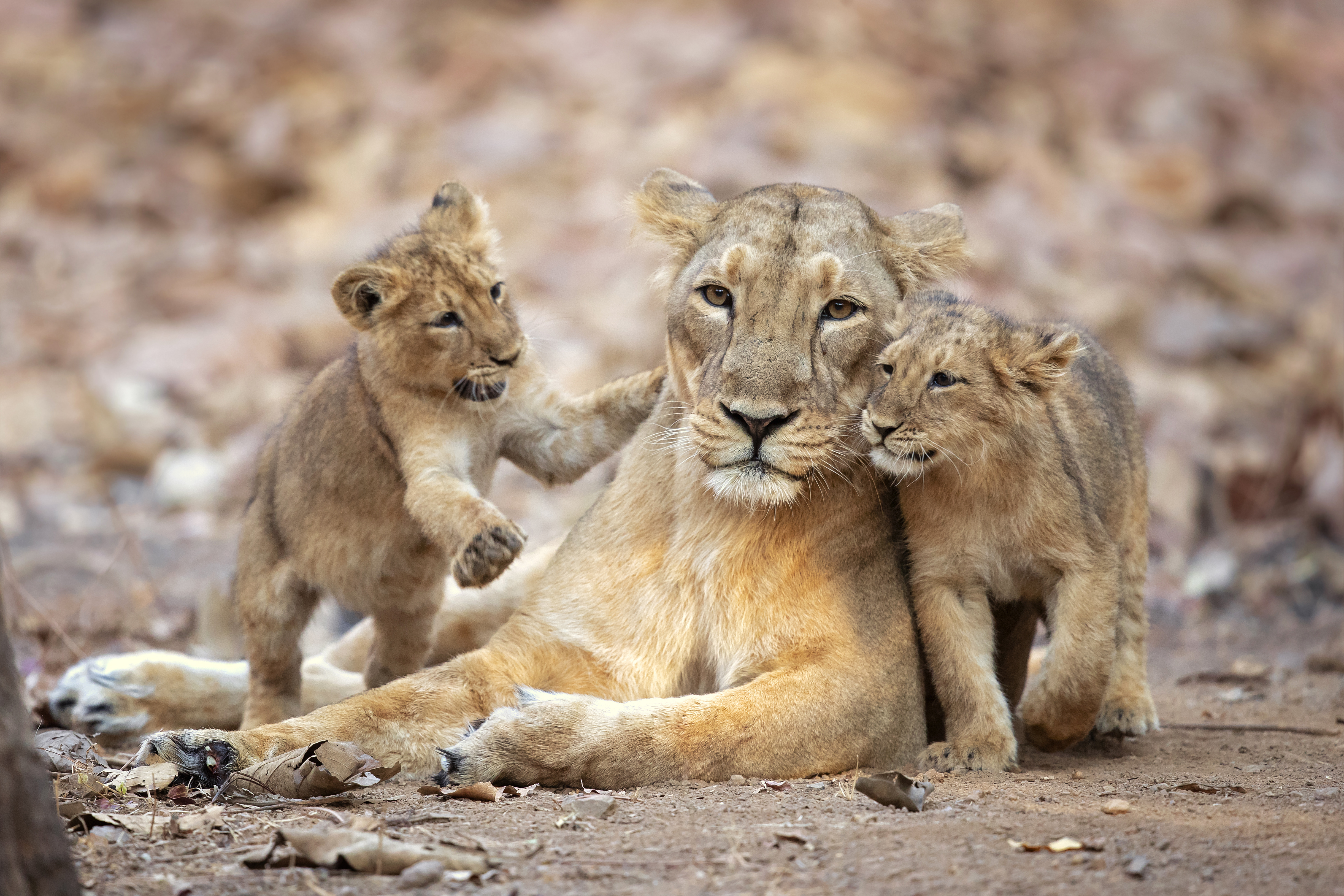 Gir’s dry forests are the only place on Earth to see Asiatic lions roaming free.