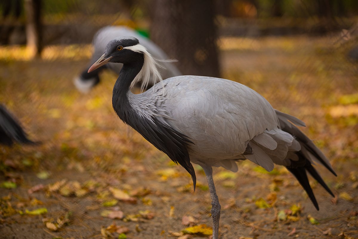 A shot of Demoiselle Crane (Anthropoides virgo) 