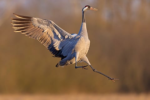The common crane (Grus grus)