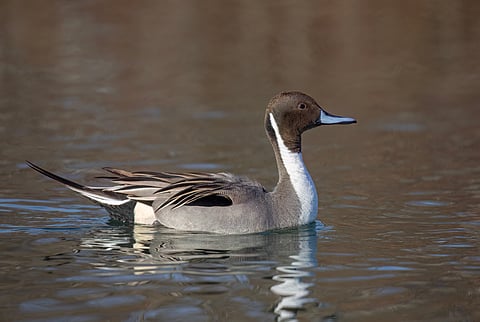 Northern Pintail duck male (Anas acuta)