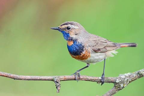 The Bluethroat, Luscinia svecica, is a singing bird