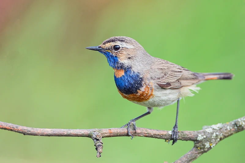 The Bluethroat, Luscinia svecica, is a singing bird