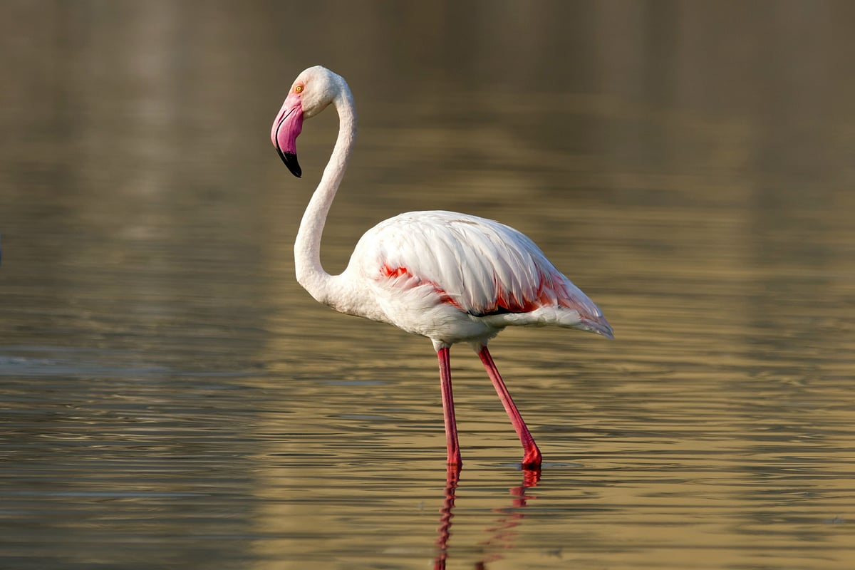 The greater flamingo (Phoenicopterus roseus) walking through water