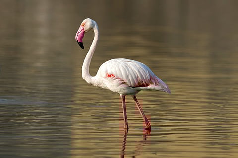 The greater flamingo (Phoenicopterus roseus) walking through water
