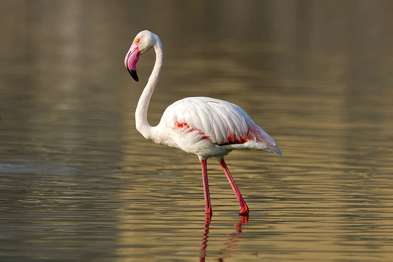 The greater flamingo (Phoenicopterus roseus) walking through water