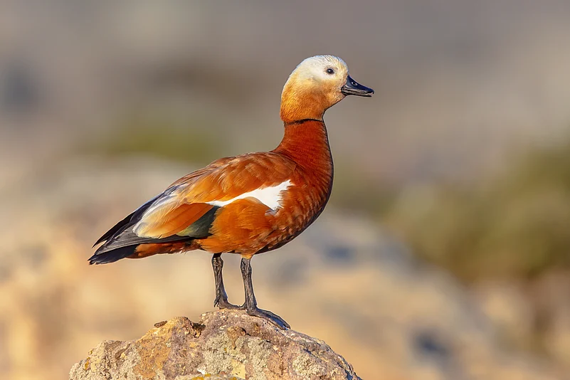 Ruddy Shelduck (Tadorna ferruginea), known in India as the Brahminy duck