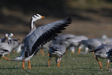 The bar-headed goose