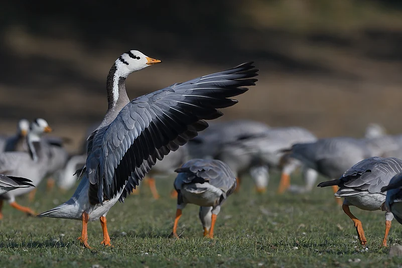The bar-headed goose