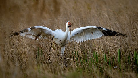 A shot of Siberian Crane (Leucogeranus leucogeranus)