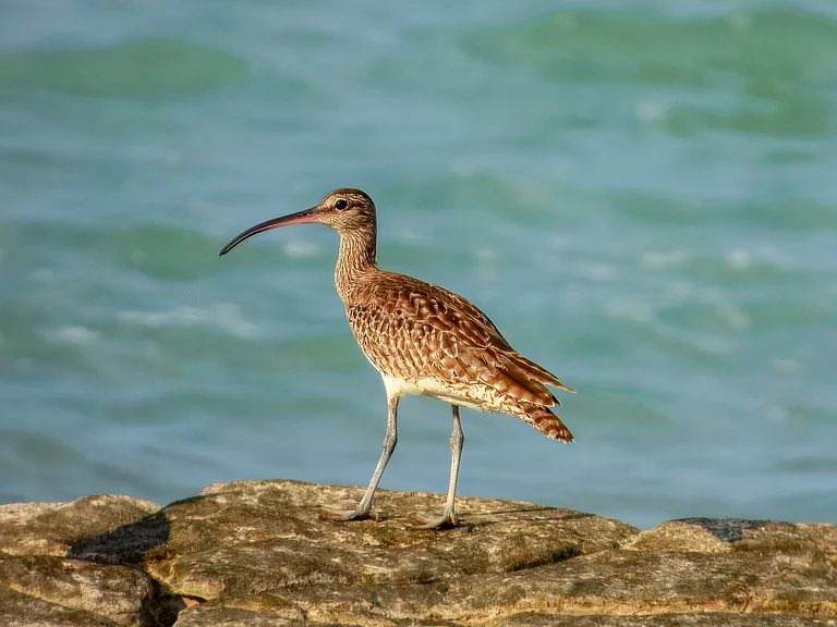 The whimbrel is a migratory bird that is found in India during the winter as it travels from the Arctic region - Shutterstock