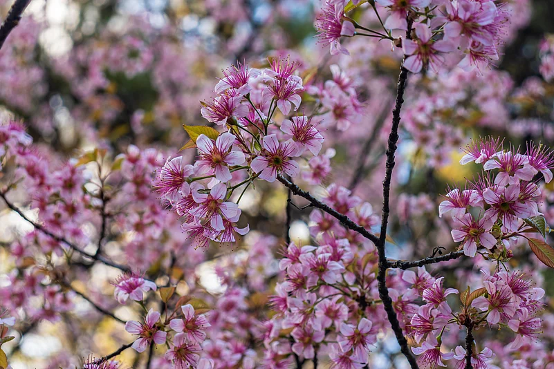 Cherry blossoms in Shillong, Meghalaya