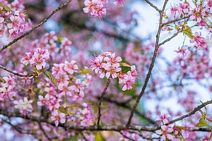 Inside Shillong’s Cherry Blossom Festival 2025: A Journey Into The City’s Festive Heart