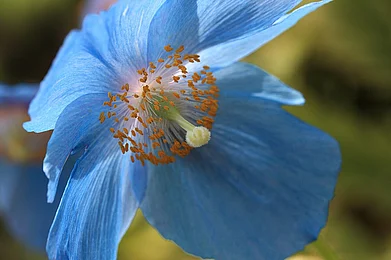 TANAKA Juuyoh/Wiki Commons : The stunning blue poppy is a symbol of strength, purity, and resilience