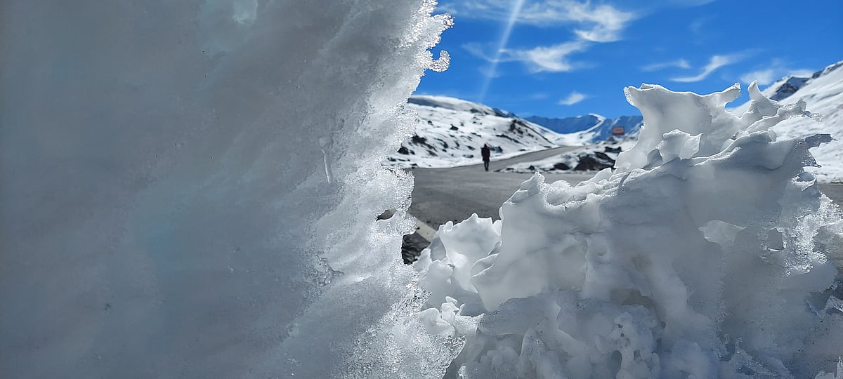 Peeking through the first snowfall of the season