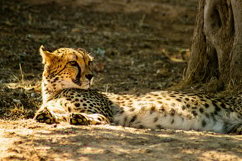 Second-generation births strengthen hopes for a stable cheetah population.