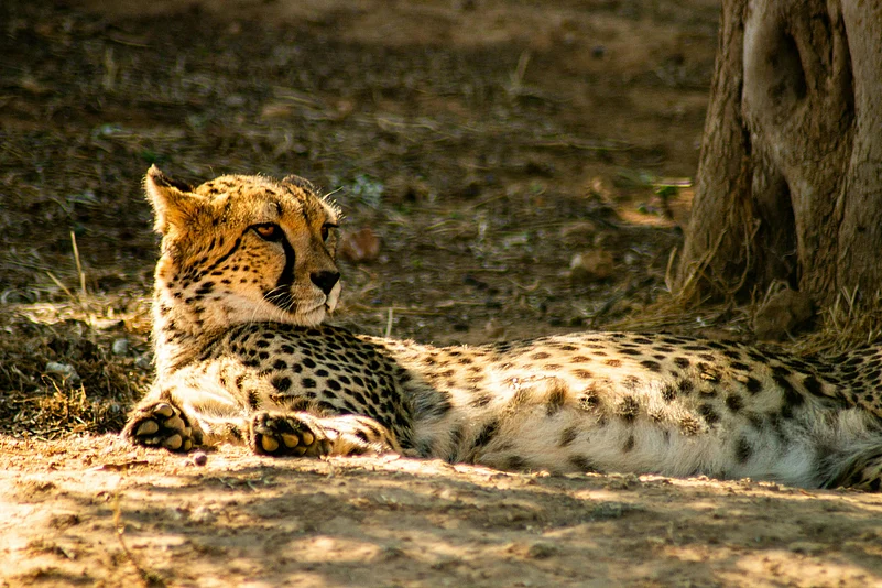 Second-generation births strengthen hopes for a stable cheetah population.