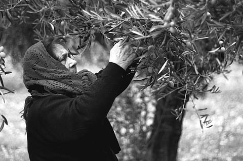 A woman during the traditional hand-picked olive harvest in Sicily