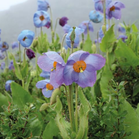 Revered for its significance in Bhutanese culture, the blue poppy reflects the kingdom’s extraordinary biodiversity