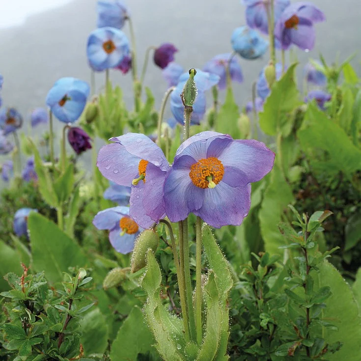 Revered for its significance in Bhutanese culture, the blue poppy reflects the kingdom’s extraordinary biodiversity