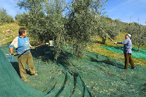 Olive harvest in Montopoli in Val d'Arno, a historic medieval village in the province of Pisa, Tuscany