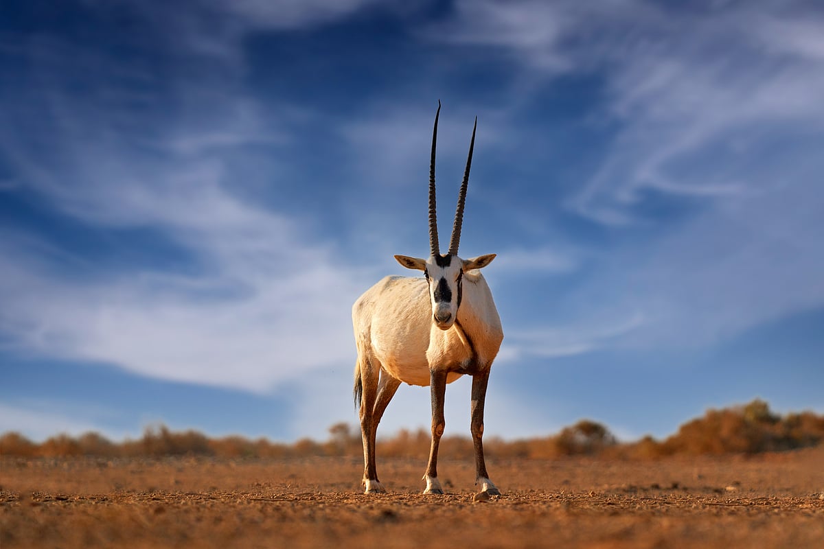 The Arabian oryx roams again across Arabian deserts after decades in captivity