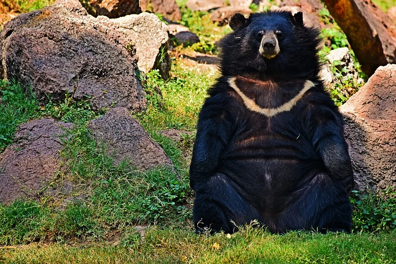 The Himalayan black bear (Ursus thibetanus) is a rare subspecies of the Asiatic black bear