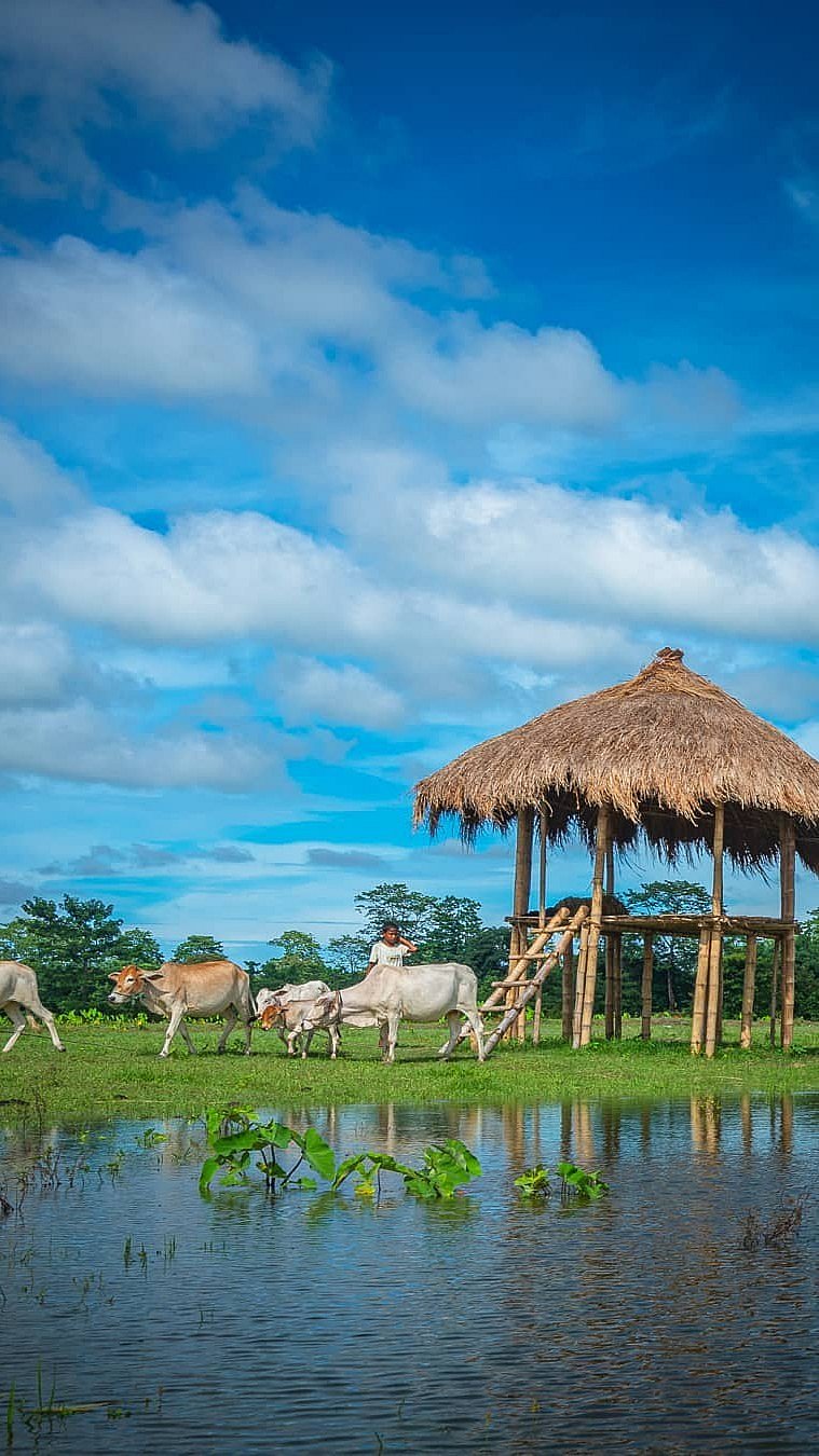 A scene from Majuli, Assam