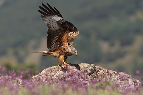 From near extinction to a familiar countryside sight, red kites now soar over much of the UK