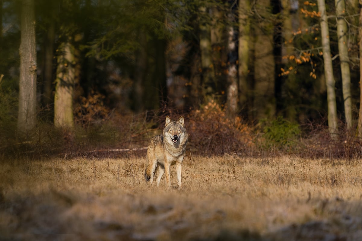 Shutterstock : Species once lost to extinction making their remarkable return to the wild