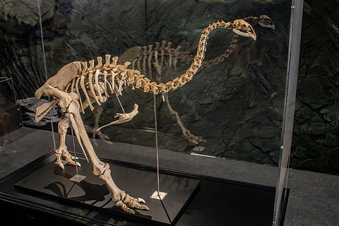 Scientists explore the possibilities of bringing New Zealand’s giant bird back