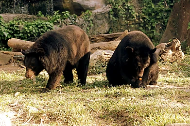 Shutterstock : Two Himalayan black bears searching for food