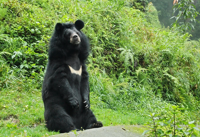 The Himalayan black bear in its habitat
