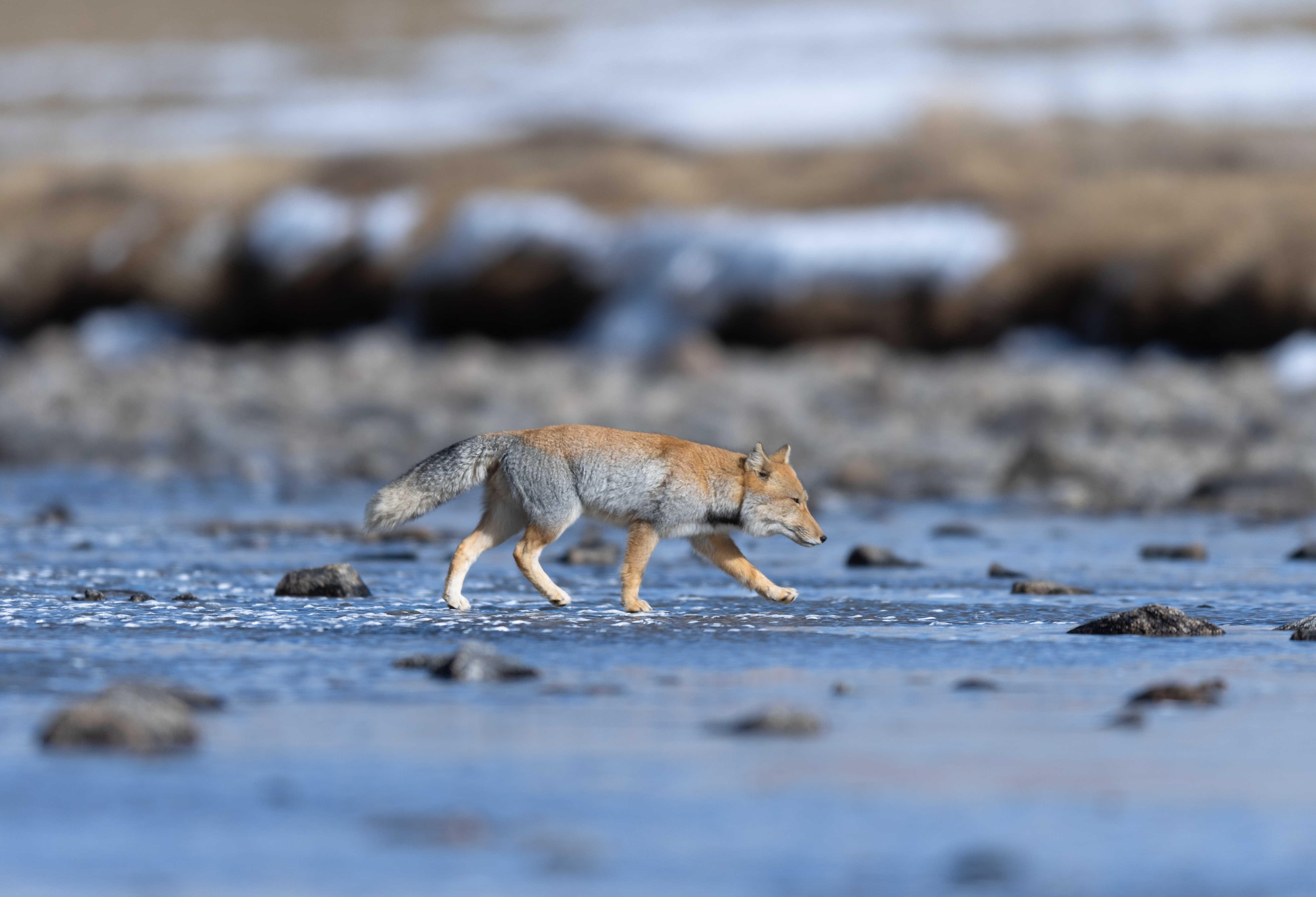 A Tibetan sand fox in North Sikkim, a rare, elusive species of the high-altitude cold desert