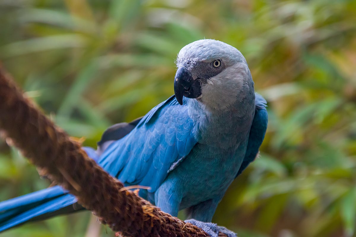 Spix’s macaws now navigate the skies of Brazil’s Caatinga after decades in captivity