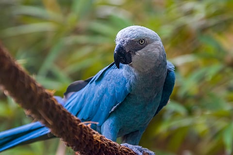 Spix’s macaws now navigate the skies of Brazil’s Caatinga after decades in captivity