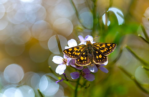 The chequered skipper butterfly flutters once more through restored English woodlands
