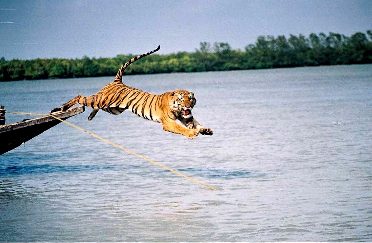A Royal Bengal Tiger in the Sundarbans