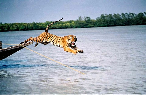 A Royal Bengal Tiger in the Sundarbans