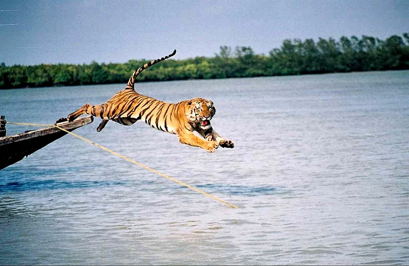 A Royal Bengal Tiger in the Sundarbans