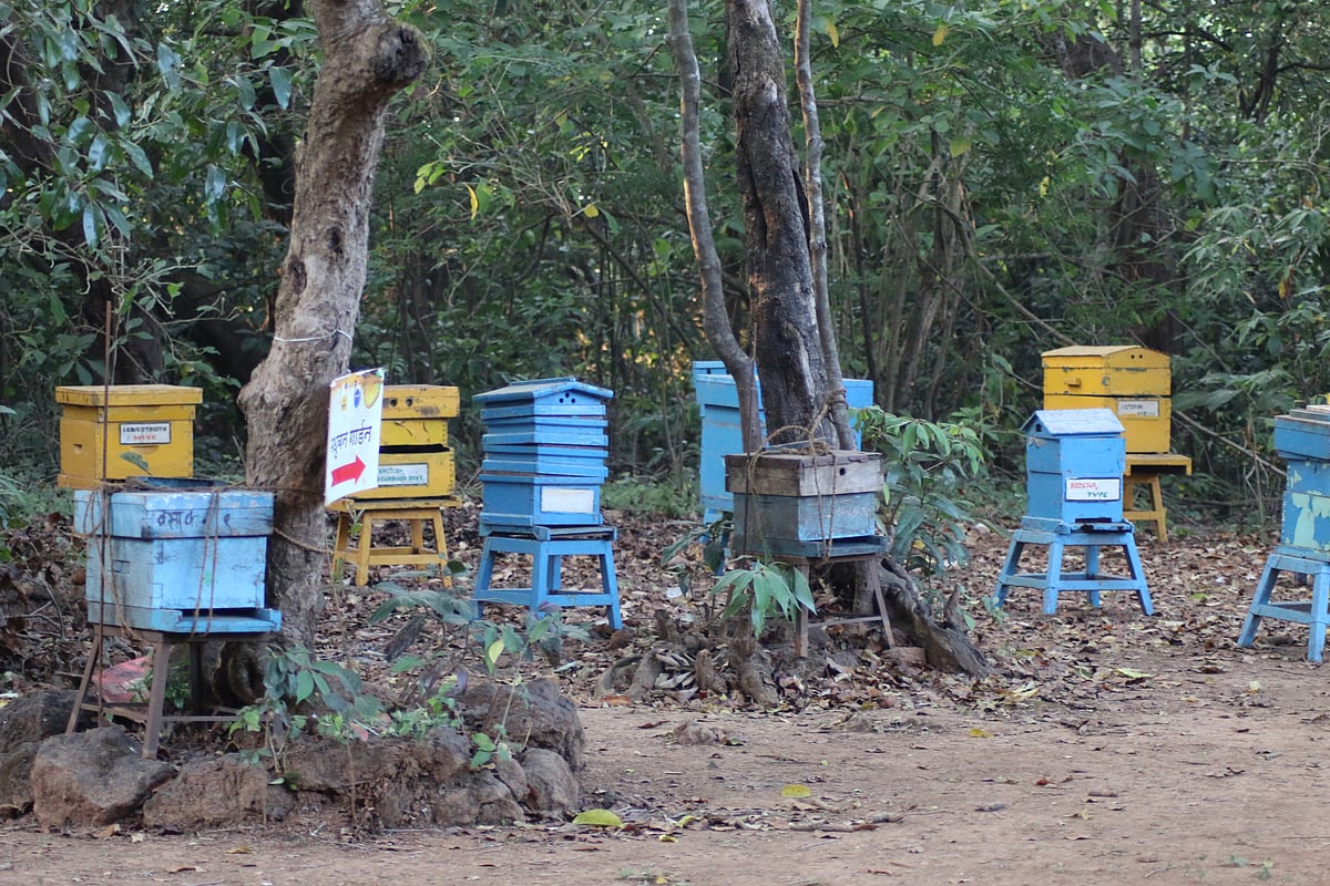 An apiary in Maharashtra