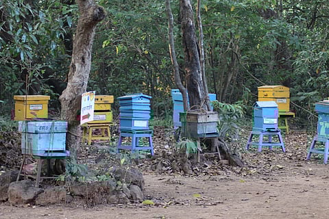 An apiary in Maharashtra